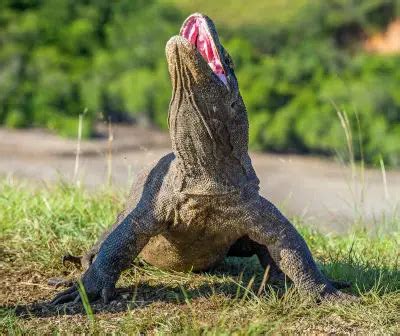 Komodo Dragon Predators (Facts, Diet) - Reptile Follower