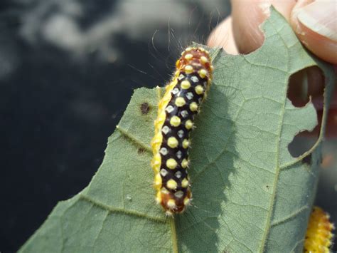 White Flannel Moth Caterpillar (Norape ovina) – Identification | Walter ...