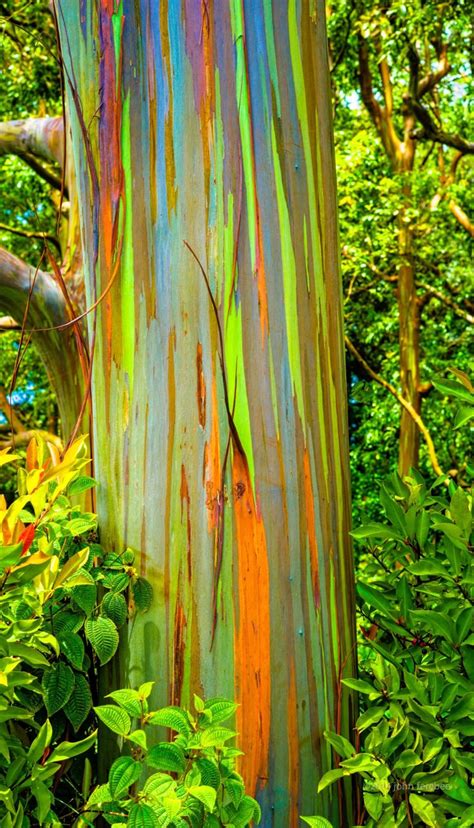 Rainbow Eucalyptus | Rainbow eucalyptus tree, Rainbow eucalyptus ...