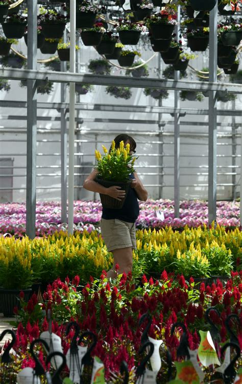 Weekend to-do: Flower extravaganza at Dutch Heritage Gardens east of Colorado Springs ...