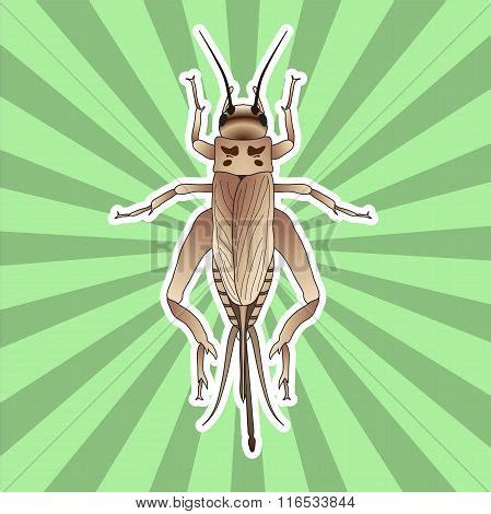 Insect Anatomy. Vector & Photo (Free Trial) | Bigstock