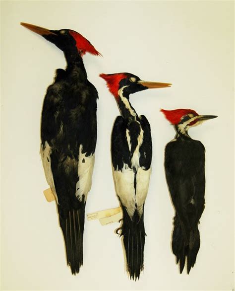 Ivory-billed Woodpecker Size - PRAKZO