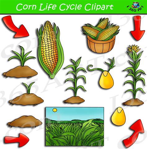 Corn Life Cycle Clipart Bundle Set - Clipart 4 School