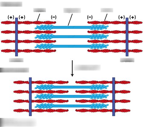 Ch. 7.2 muscle contraction- sarcomeres Diagram | Quizlet