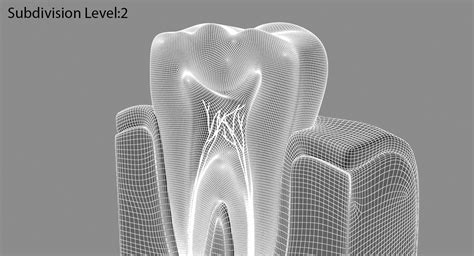 3D tooth anatomy - TurboSquid 1265282