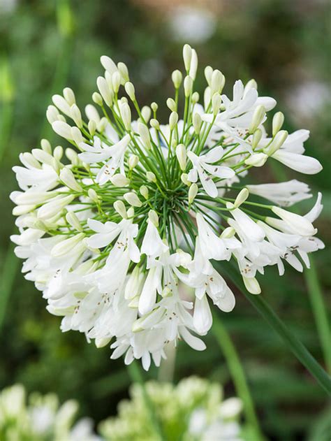 Agapanthus White | DutchGrown™