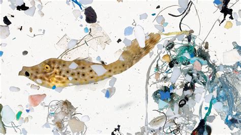 Microplastic is leading to big problems for fish in the ocean