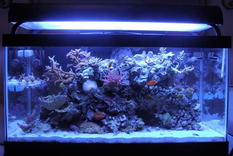 Samantha's 50 Gallon Mixed Reef Aquarium