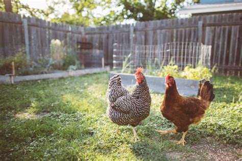 All cooped up at home: Coronavirus triggers a run on backyard chickens