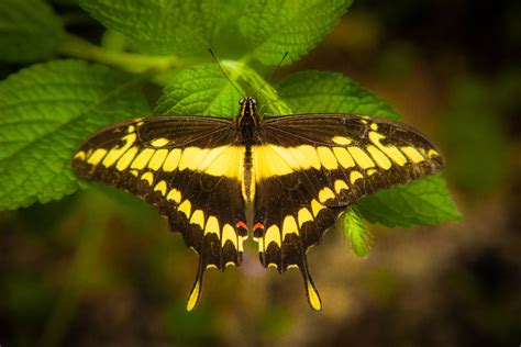 Black and Yellow Butterfly (Costa Rica) by gursesl on DeviantArt