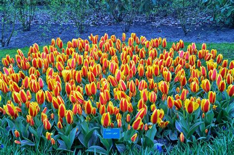 Tarım Siteniz: Lale türleri 2 (Tulipa varieties)