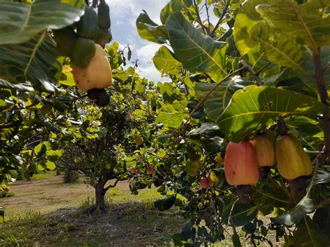 Growing Cashew Trees for Hawaii – Heidi Bornhorst