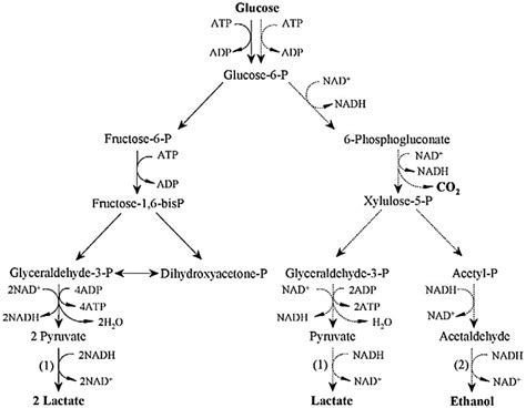 Fermentation | Free Full-Text | Multi-Product Lactic Acid Bacteria Fermentations: A Review