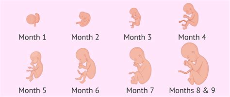 Fetal Development Month 6