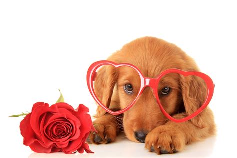 Cute Animal Valentines Wallpapers - Wallpaper Cave