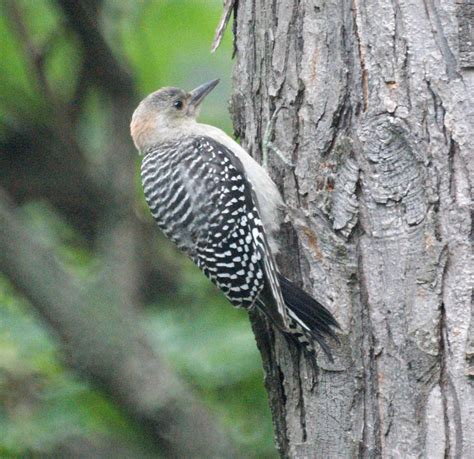 Juvenile Red Bellied Woodpecker- New Jersey Bird Photos