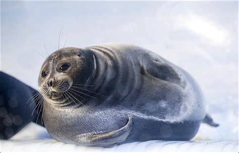 Baikal seal - Alchetron, The Free Social Encyclopedia