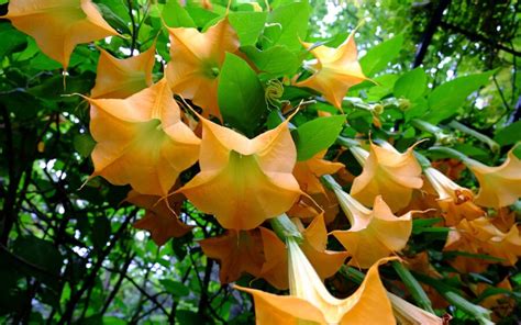 Australia's most poisonous plants