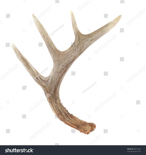 Side View Of Whitetail Deer Antlers Isolated On White Stock Photo 56518297 : Shutterstock