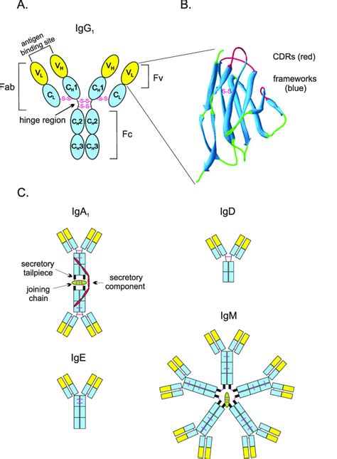 Antibodies. A. structure of an IgG antibody; B. variable light domain ...