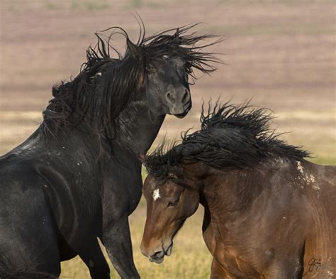 Wild Horses Fighting – Onaqui Herd | Photography of Wild Horses ...