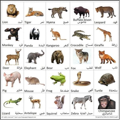 Animal Alphabet