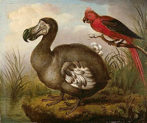 The Truth About Dodo - An Extinct Flightless Brainy Bird | MessageToEagle.com