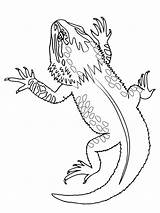 Green Basilisk Lizard Coloring Page sketch template