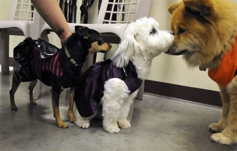 Halloween pet party - A picture story at The Spokesman-Review