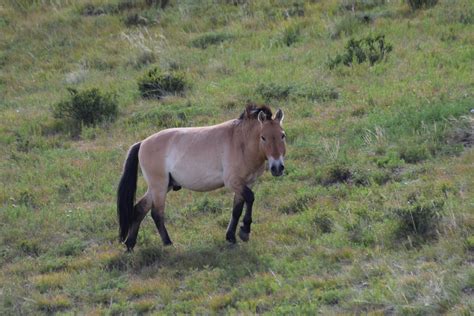 Przewalski's horse - Porini Foundation