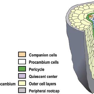 Diagram to illustrate the development of the vascular tissue within the... | Download Scientific ...