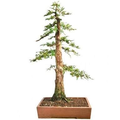 Image result for swamp cypress bonsai | Bonsai, Plant hanger, Macrame plant