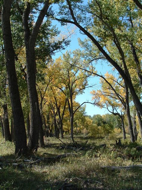 Nebraska National Forests and Grasslands - Home | Forest, National ...