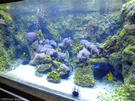 Mixed Reef Tank - Gdynia Aquarium - ZooChat