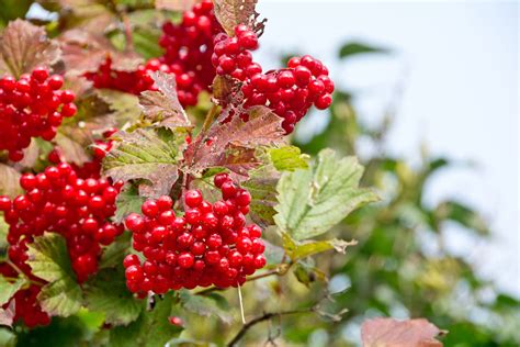 Compact Viburnum Plants: Growing Dwarf Types Of Viburnum In The Garden