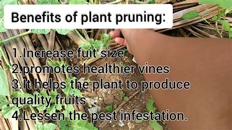 WATERMELON PRUNING, HOW TO PRUNE WATERMELON | BACKYARD GARDENING - YouTube