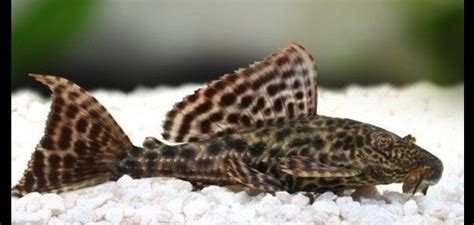 Why Plecostomus Makes the Perfect Addition to Your Aquarium | Just Fish ...