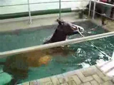 Horse Swimming in Pool - YouTube