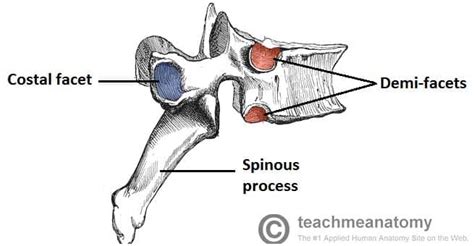 Facet Anatomy Definition - Anatomy Reading Source