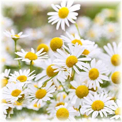 Chamomile flowers Photograph by Elena Elisseeva