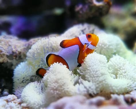 Ocellaris clownfish - Facts, Diet, Habitat & Pictures on Animalia.bio