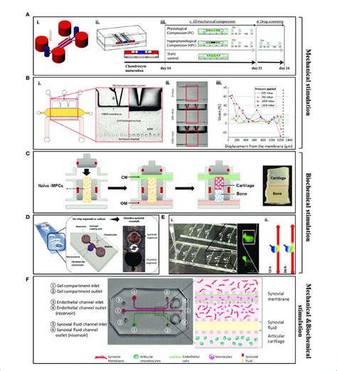 | Examples of some of the currently available microfluidic models. (A ...