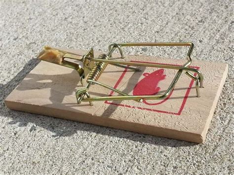 How Does A Mousetrap Work? | HST Physics Learning Center | Mouse traps, Best mouse trap, Rat traps