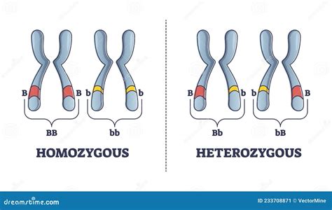 Diagrama De Esquema De Comparación De Diferencias Genéticas Primarias Heterozigótico Vs ...