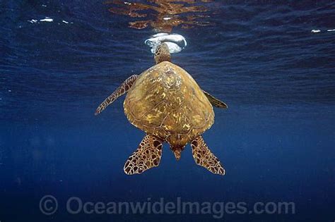 sea turtle fins | Turtle, Sea turtle, Sea