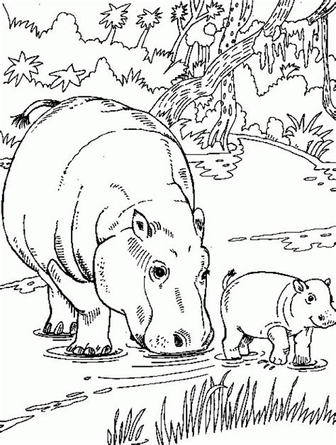 Free Printable Hippo Coloring Pages For Kids