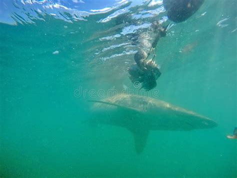 Copper shark underwater stock image. Image of gansbaai - 138222585