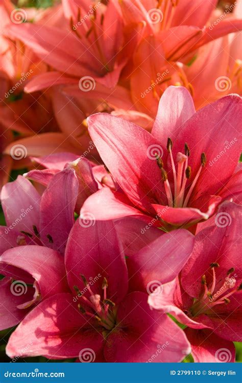 Bouquet of pink lilies stock photo. Image of beauty, candid - 2799110