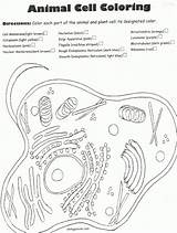 Plant Cell Coloring Diagram sketch template