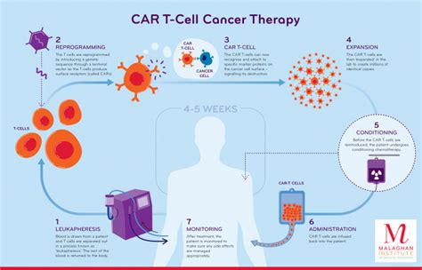 CAR T-cell therapy | Malaghan